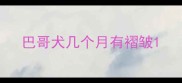 巴哥犬几个月有褶皱