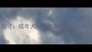 哈士奇标准尺寸成年犬身长体重全指南附饲养建议