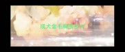 成犬金毛胸围多大