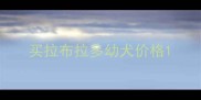 买拉布拉多幼犬价格
