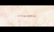 5个月法斗吃什么