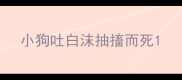 小狗吐白沫抽搐而死