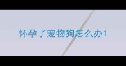 怀孕了宠物狗怎么办
