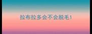 拉布拉多会不会脱毛