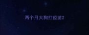 两个月大狗打疫苗