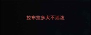 拉布拉多犬不活泼