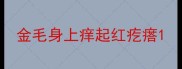 金毛身上痒起红疙瘩