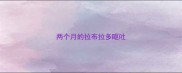 两个月的拉布拉多呕吐