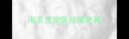 南京宠物医院猫绝育