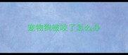 宠物狗被咬了怎么办