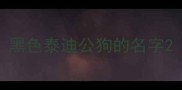 黑色泰迪公狗的名字