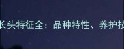 拉布拉多犬大长头特征全品种特性养护技巧与常见问题