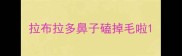 拉布拉多鼻子磕掉毛啦