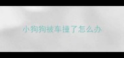 小狗狗被车撞了怎么办