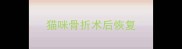 猫咪骨折术后恢复