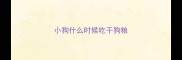 小狗什么时候吃干狗粮
