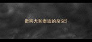 贵宾犬和泰迪的杂交