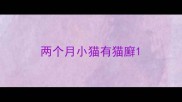 两个月小猫有猫廯