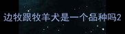 边牧跟牧羊犬是一个品种吗