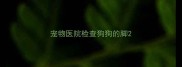 宠物医院检查狗狗的脚