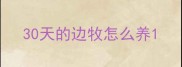 30天的边牧怎么养