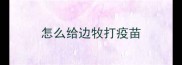 怎么给边牧打疫苗