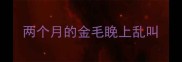 两个月的金毛睌上乱叫