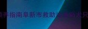 辽宁阜新拉布拉多领养指南阜新市救助站最新犬只信息及养护知识全