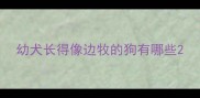幼犬长得像边牧的狗有哪些