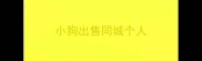 小狗出售同城个人