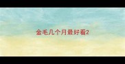 金毛几个月最好看
