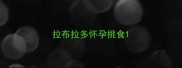 拉布拉多怀孕挑食