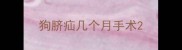 狗脐疝几个月手术