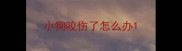 小狗咬伤了怎么办