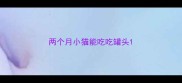 两个月小猫能吃吃罐头