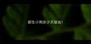 新生小狗多少天驱虫