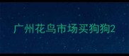 广州花鸟市场买狗狗