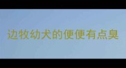 边牧幼犬的便便有点臭