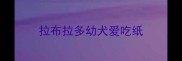 拉布拉多幼犬爱吃纸