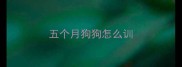 五个月狗狗怎么训