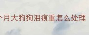 幼犬泪痕怎么治2个月大狗狗泪痕重怎么处理附全网最全护理指南