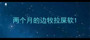 两个月的边牧拉屎软