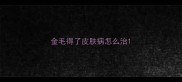金毛得了皮肤病怎么治
