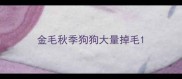 金毛秋季狗狗大量掉毛
