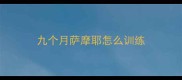 九个月萨摩耶怎么训练