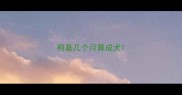 柯基几个月算成犬