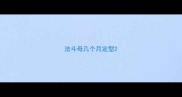法斗母几个月定型