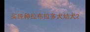 买纯种拉布拉多犬幼犬