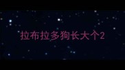 拉布拉多狗长大个