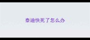 泰迪快死了怎么办